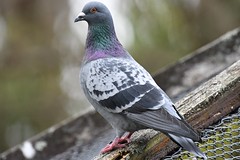 Rock pigeon