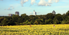 Raleigh Sunflower Field