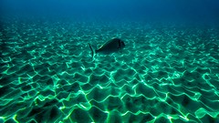 Underwater life