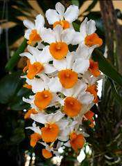    fragrant orchids--good & bad #6 (full)