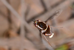 Diptera - Staurostichus 