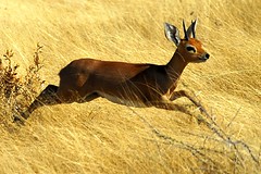 Namibia: Antelope and Giraffe