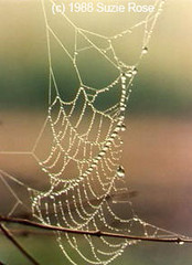 Webs & Abstracts