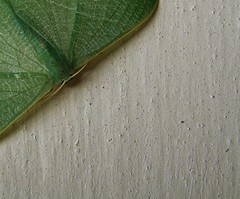 The green-leaf moth