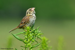 Sparrows (Passerellidae)