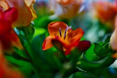 bouquets / Blumenstäuße