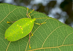 Borneo: Orthoptera