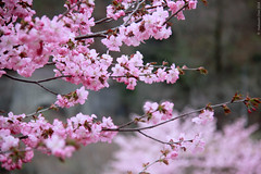 Spring in Shirakawa Go （白川郷)