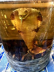 Snake and Scorpion Wine - Vietnam