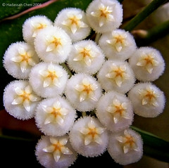 Hoya lacunosa (Apocynaceae)
