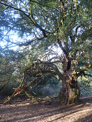 Kingley Vale Ancient Yew Forest