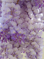 藤 (Fuji or wisteria in Japanese) in Marylebone, London