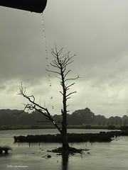 Der Baum vom De Wittsee