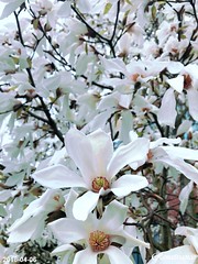 日本玉兰 Magnolia Kobus