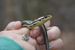 Garter Snakes in Shawville
