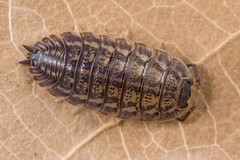 Trachelipodidae