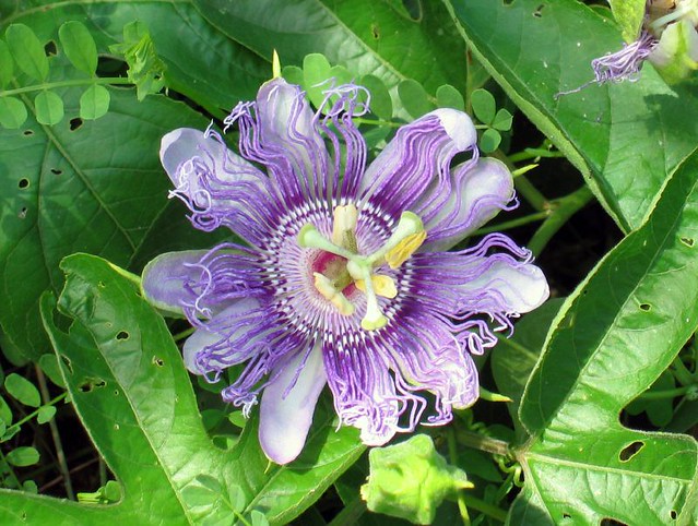 Passiflora incarnata, passion-flower