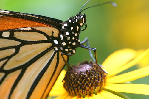 Resting Monarch Butterfly by jeffsmallwood