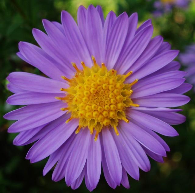 purple-petals-yellow-centre-flickr-photo-sharing