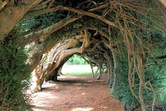 Tree Arches