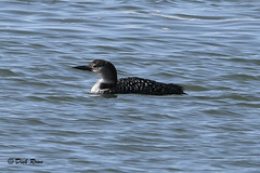 Common Loon CNWR 18