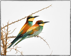 Bee-eaters and related 