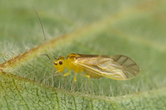 Caeciliusidae