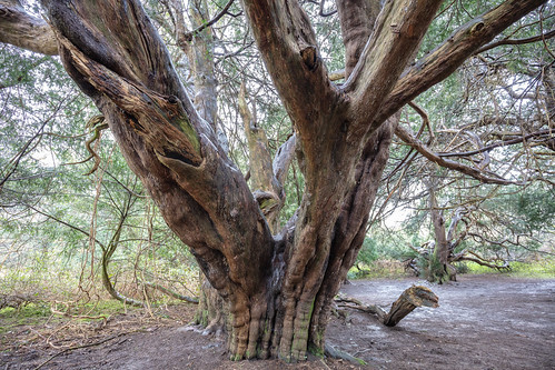 Ancient Yew.