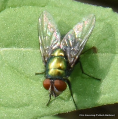 Lucilia sericata, common green bottle fly