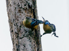 Sittidae - Nuthatches