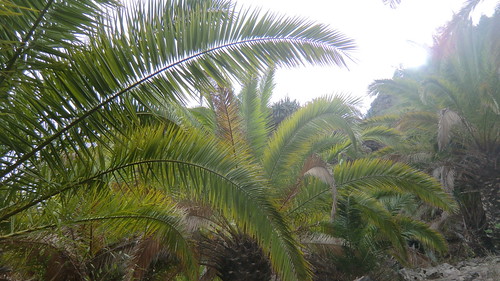 La Gomera (Spain's Canary Islands) - majestic palm trees