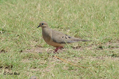 Mourning Dove AR