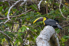 Birds & Wildlife - Panama