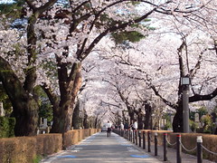 青山霊園 Aoyama Cemetery