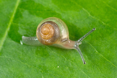 Helicarionidae