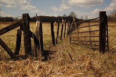 Brown Fence