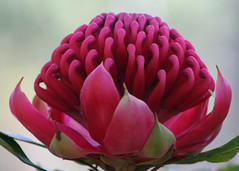 Australian Flora