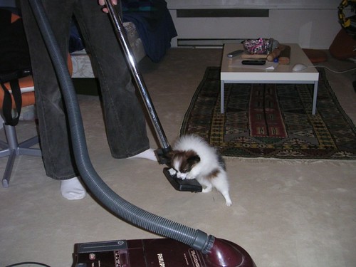 I hate the vaccum cleaner: it always steals yummy stuff on the floor!