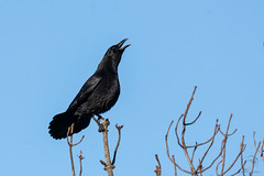 Gralha-preta | Carrion Crow (Corvus corone)
