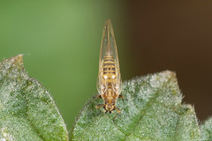 Triozidae