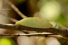 Arboreal Slug from Madagascar