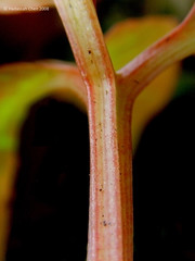 Amorphophallus angulatus (Araceae)