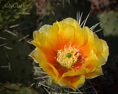 Arizona Cactus and Wildflowers