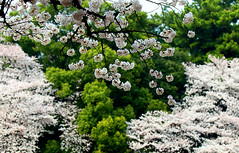2018 Spring: Cherry Blossoms in Tokyo 都心のサクラ