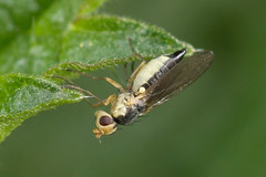 Agromyzidae