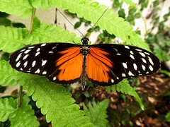 Heliconius hecale - Tiger Longwing