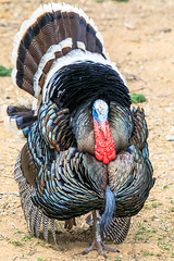 Gould's Turkey