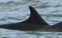 Aberdeen dolphin ID 2018