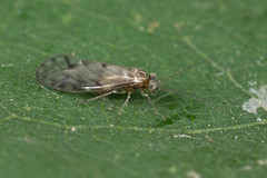 Philotarsidae