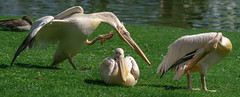 Pelikane/Pelicans